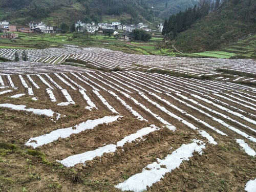 观兴镇河坝村建立了猕猴桃种植专业技术协会