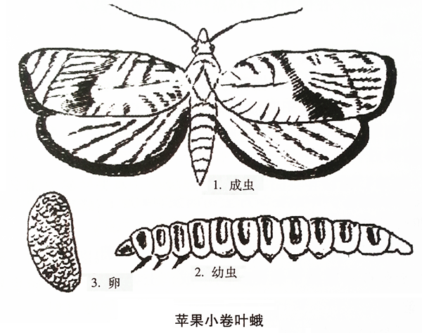 柳蝙蛾对猕猴桃树,种苗,成树的危害及防治